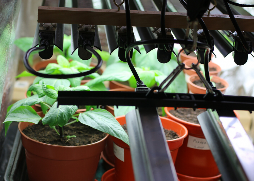 Use a grow light on dark days